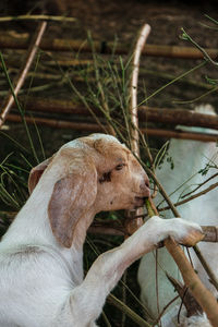 Close-up of dog