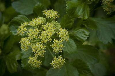 Close-up of flowering plant