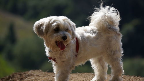 Close-up of a dog on field