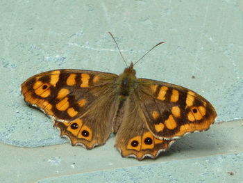 Close-up of butterfly perching