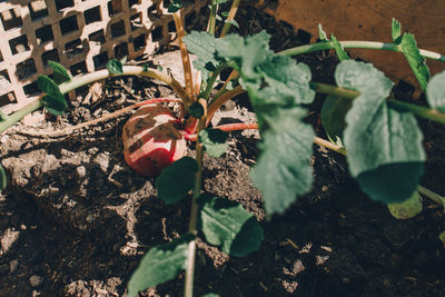 High angle view of fruits growing on field