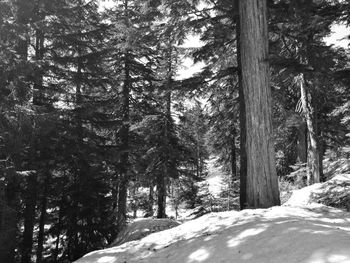 Trees in forest during winter