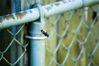 Close-up of insect on metal fence