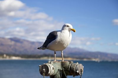 Seagull perching on wooden post