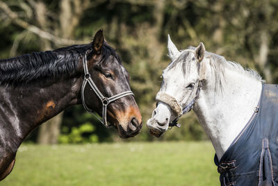 Horses in ranch