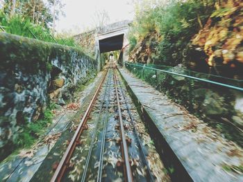 Railway tracks along plants and trees