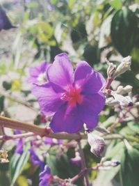 Close-up of flowers blooming outdoors