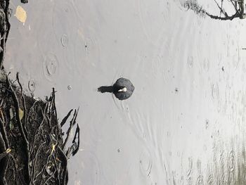 High angle view of ducks swimming in lake