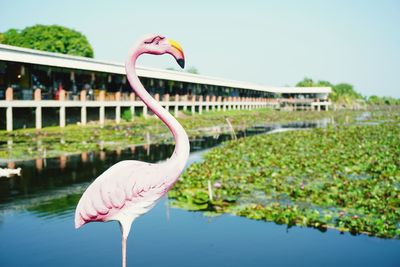 Bird on a lake