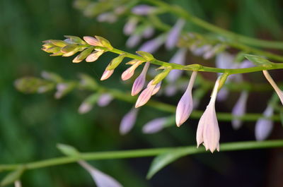 Close-up of flowers against blurred background