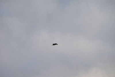 Low angle view of bird flying in sky