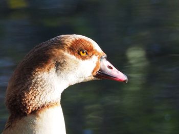 Close-up of goose