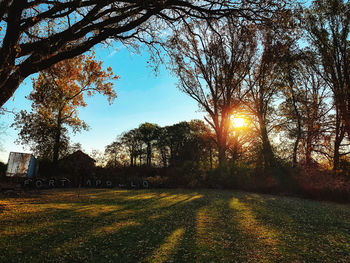 Trees on field against sky during sunset