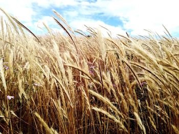 Wheat field against sky