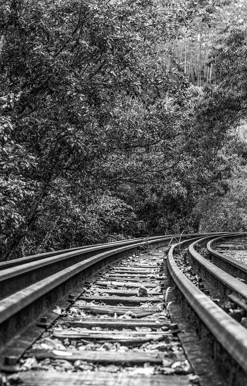 RAILROAD TRACKS IN FOREST