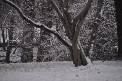 Close-up of bare tree during winter