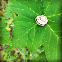 Close-up of snail on leaf