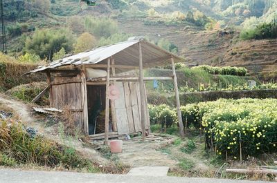 Abandoned house amidst trees and plants on field