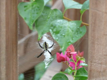 Close-up of insect on flower