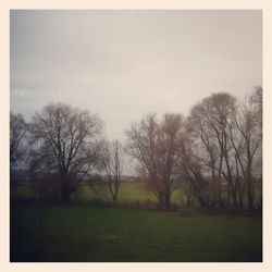 Bare trees on grassy field