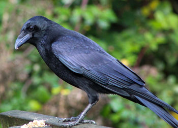 Close-up of crow perching