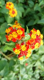 Close-up of marigold blooming outdoors