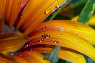 Close-up of wet yellow flower