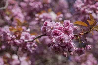 Close-up of pink cherry blossom