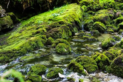 River flowing through rocks in forest