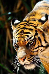 Close-up of tiger