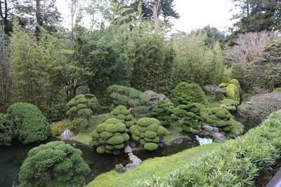 Plants and trees in park