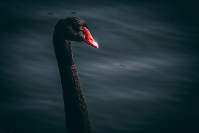 Swan swimming in lake