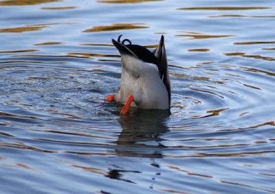 Duck in water