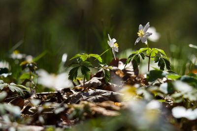 Flowers and leaves on field