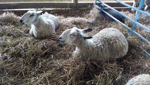 Close-up of sheep