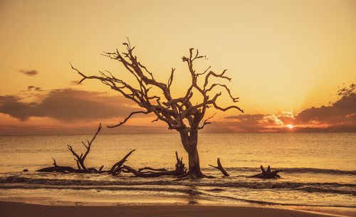 Silhouette bare tree on beach against sky during sunset