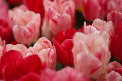 Full frame shot of pink tulips