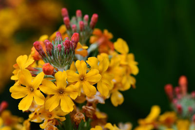 Close up of a candelabra primrose in bloom