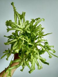 Close-up of fresh green plant against white background