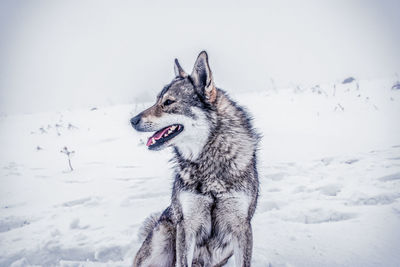 Wolf on snow covered field