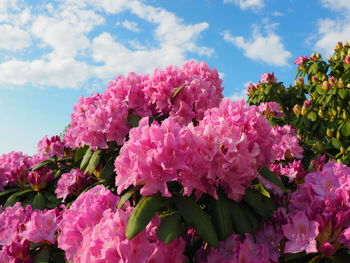 Close-up of pink flowers