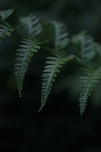 Close-up of fern leaves