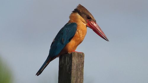 Bird perching on wooden post