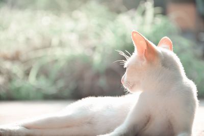 Close-up of a cat looking away