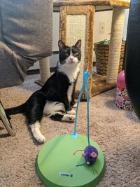 Cat sitting on floor