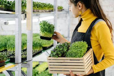 Woman holding box with microgreen, small business indoor vertical farm. close-up of healthy