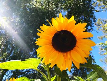 Close-up of fresh sunflower blooming against sky