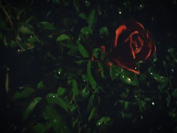 Close-up of flower at night