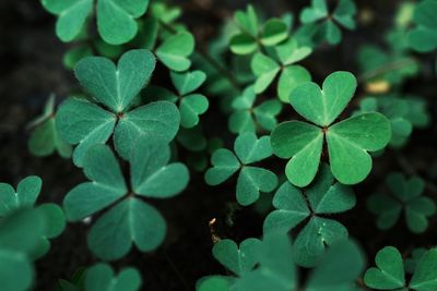 Green background with three-leaved shamrocks. st. patrick's day holiday symbol.