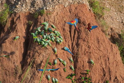 High angle view of dead plant on rock